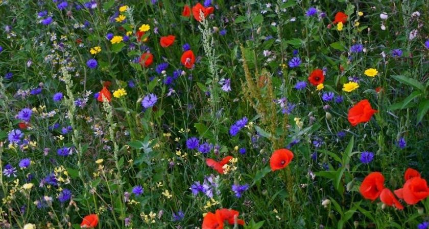 in flanders fields poem pdf