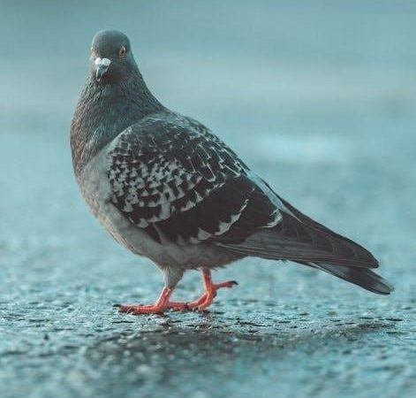 rain bird esp modular manual pdf