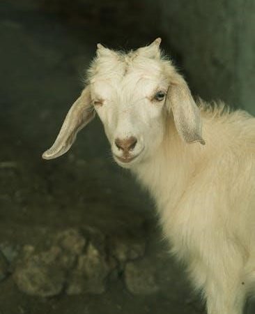 the goat or who is sylvia pdf